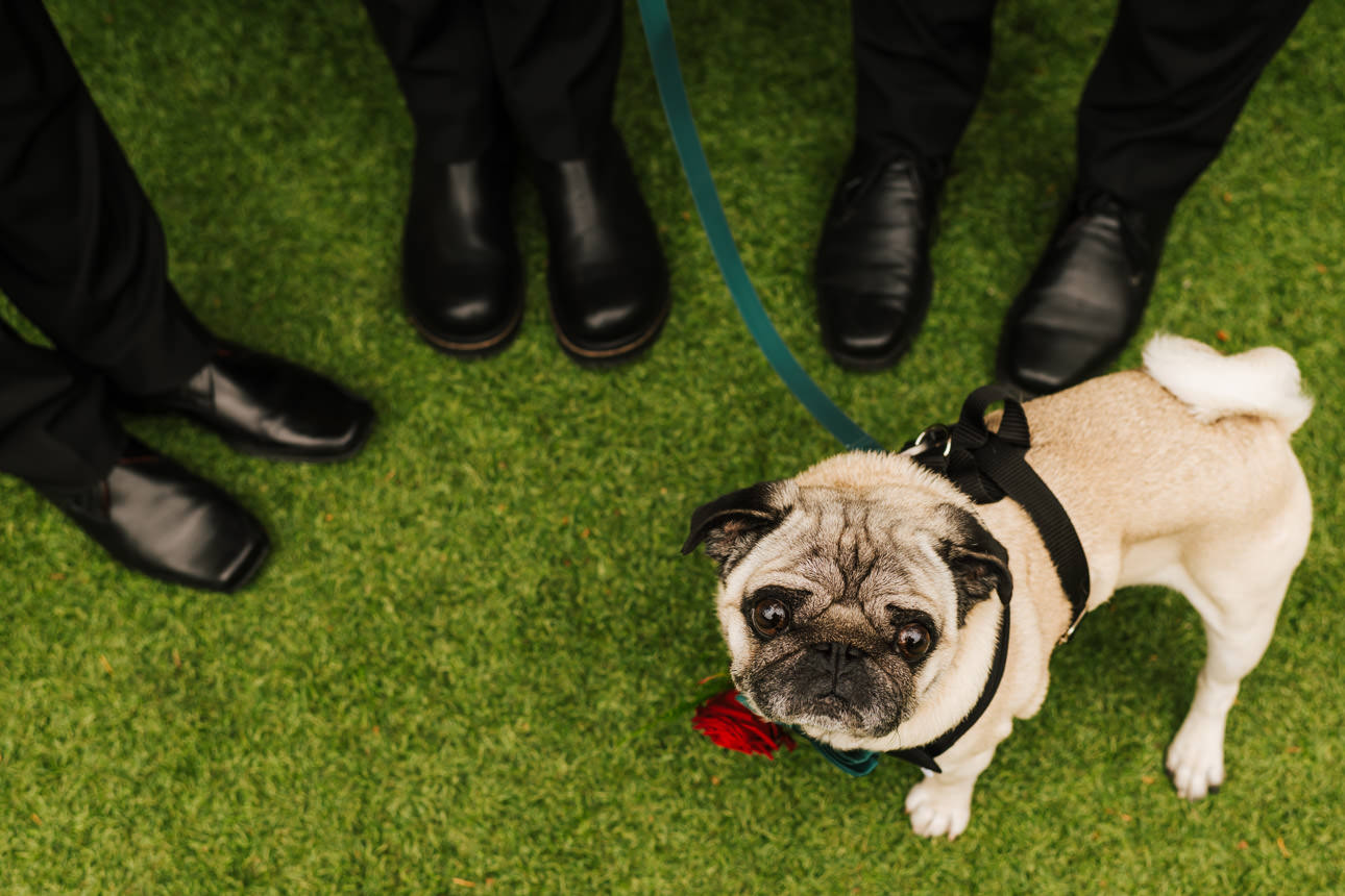 A dog at a wedding at The Manor House in Yorkshire