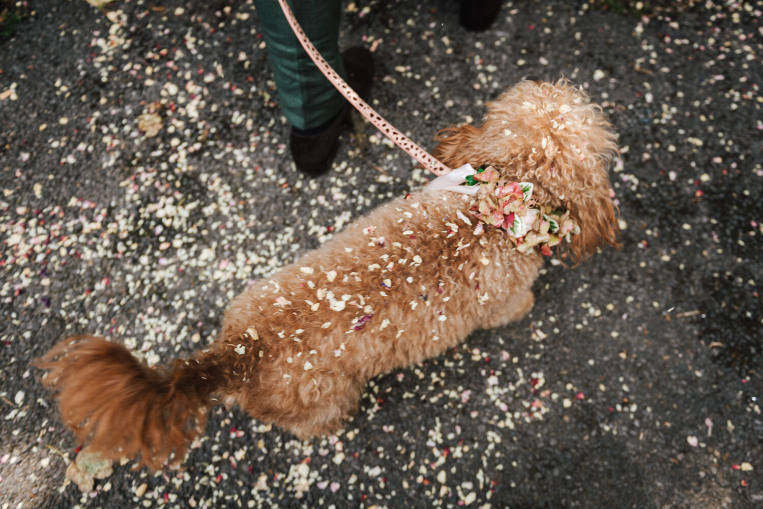 A dog covered in confetti