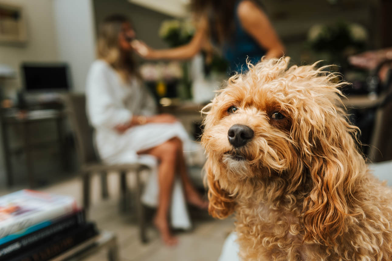 A fluffy brown dog watching her owner get her makeup done